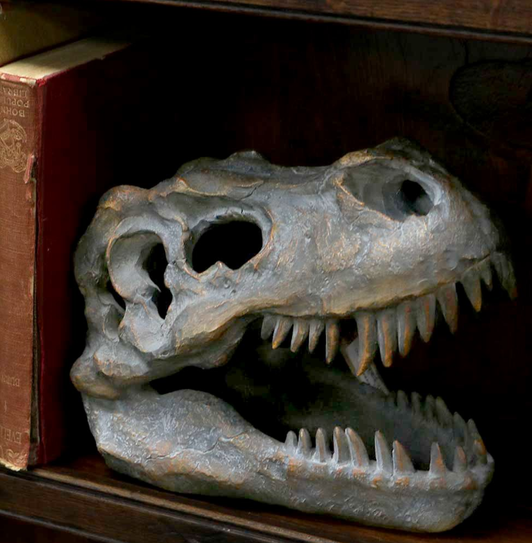 Tyrannosaurus Rex Skull Freestanding 16cm