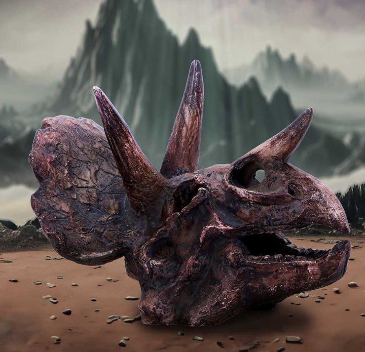 Triceratops Skull 14.5cm