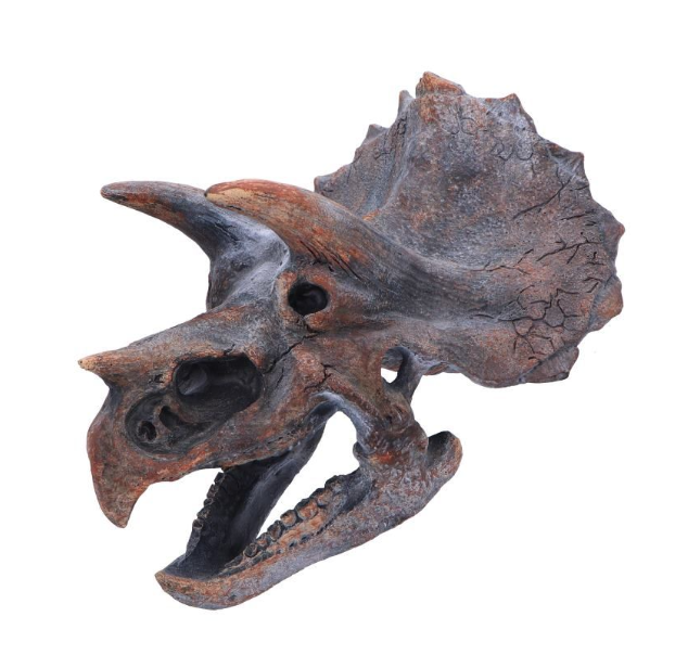 Triceratops Head 23cm