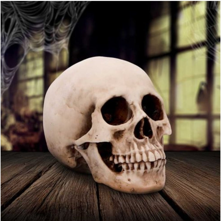 Craniology Decorative Resin Skull 16cm